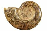 Jurassic Ammonite (Hemilytoceras) Fossil - Madagascar #226726-1